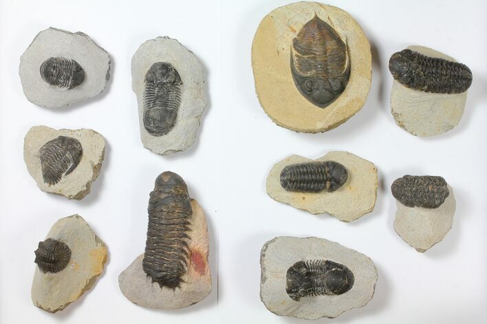 Lot: Assorted Devonian Trilobites - Pieces #119715